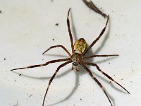Argiope radon DSC09863 edit